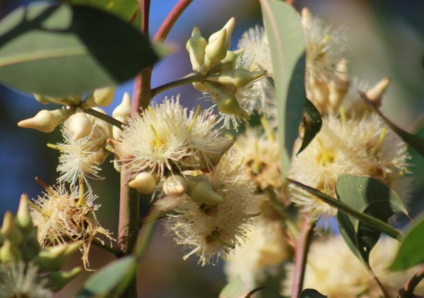 Eucalyptus ROBUSTA или Эвкалипт Робуста