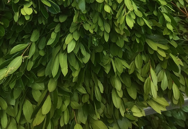 Eucalyptus ROBUSTA или Эвкалипт Робуста