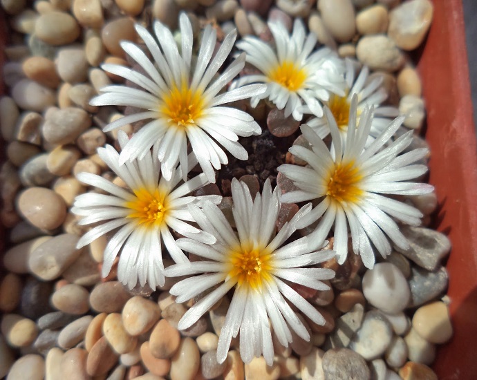 Frithia HUMILIS var. MINIMA или Фрития Низкая