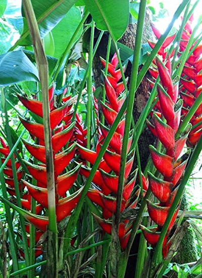 Heliconia BIHAI или Геликония Бихаи