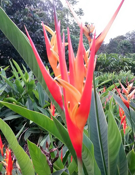 Heliconia DENSIFLORA или Геликония Густоцвековая