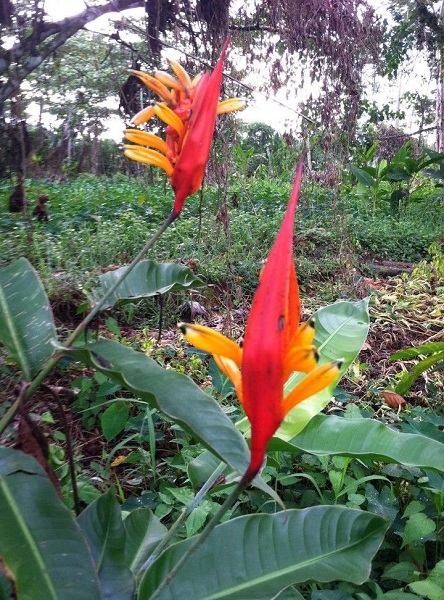 Heliconia DENSIFLORA или Геликония Густоцвековая