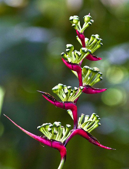 Heliconia SUBULATA или Геликония Шиловидная