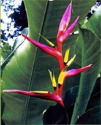 Heliconia SUBULATA или Геликония Шиловидная