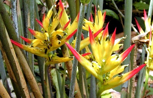 Heliconia HIRSUTA или Геликония Жёстковолосистая