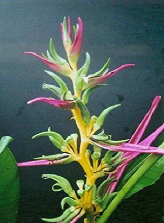 Heliconia AEMYGDIANA или Геликония Эмигдия