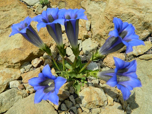 Gentiana CLUSII или Горечавка Клюза