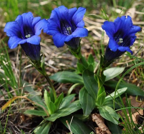 Gentiana CLUSII или Горечавка Клюза