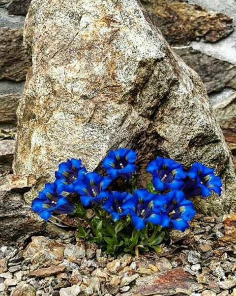 Gentiana GRANDIFLORA или Горечавка Крупноцветная