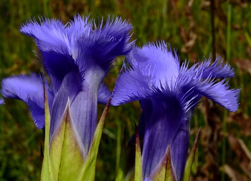 Gentiana CILIATA или Горечавка Реснитчатая