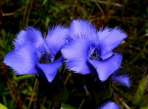 Gentiana CILIATA или Горечавка Реснитчатая