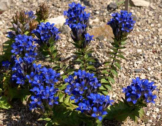 Gentiana SEPTEMFIDA или Горечавка Семираздельная