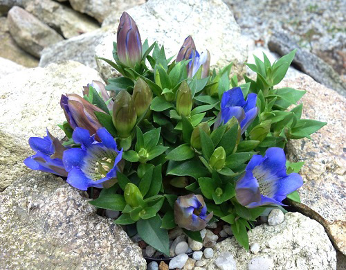 Gentiana SCABRA или Горечавка Шероховатая