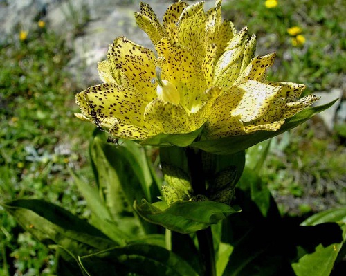 Gentiana PUNCTATA или Горечавка Точечная