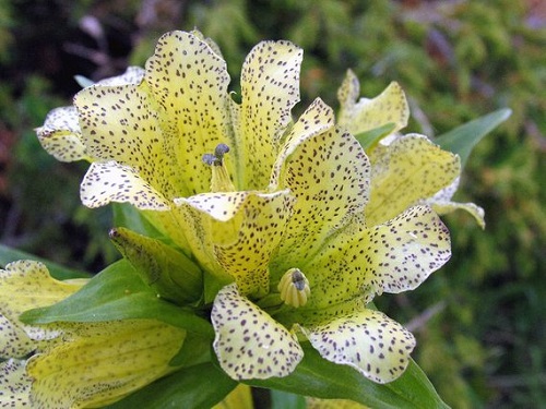 Gentiana PUNCTATA или Горечавка Точечная