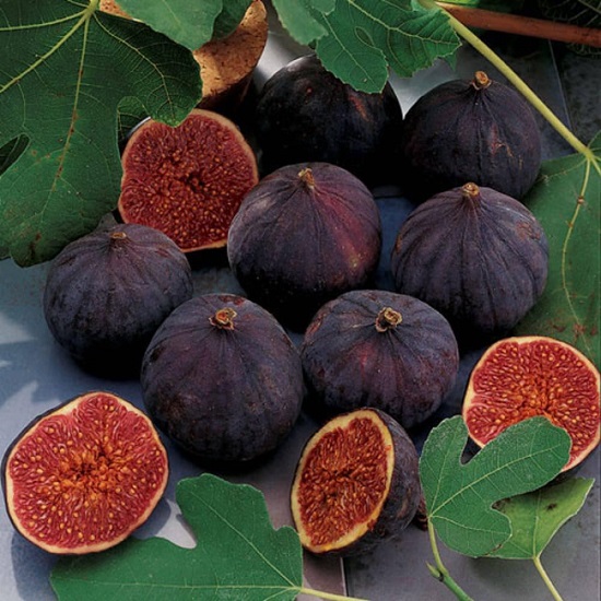 Ficus CARICA или Инжир
