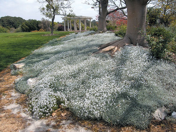 Cerastium TOMENTOSUM или Ясколка Войлочная