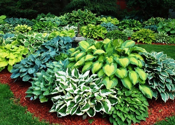 Hosta HYBRIDA MIXED или Хоста Гибридная