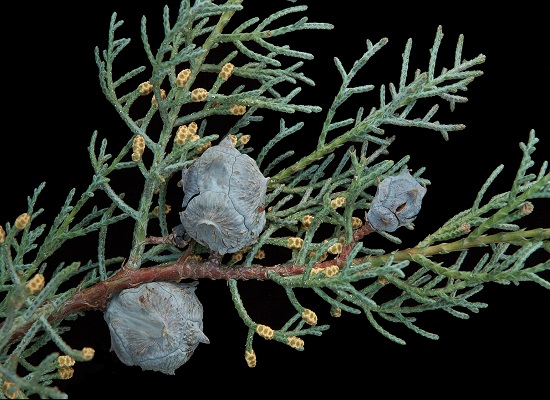 Cupressus ARIZONICA или Кипарис Аризонский