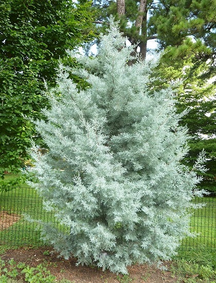 Cupressus ARIZONICA или Кипарис Аризонский