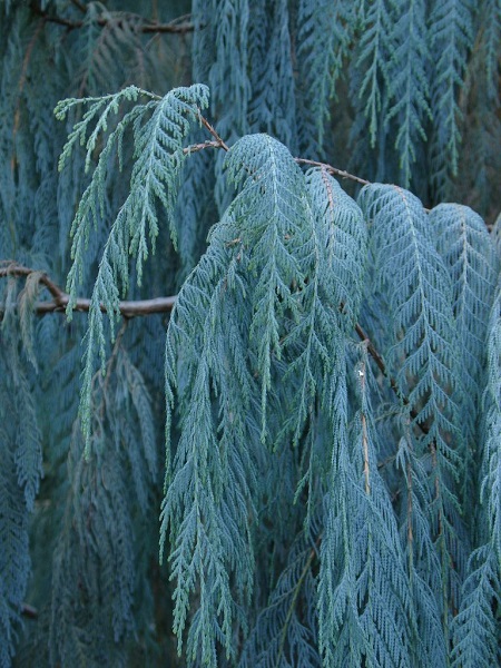 Cupressus CASHMERIANA или Кипарис Кашмирский