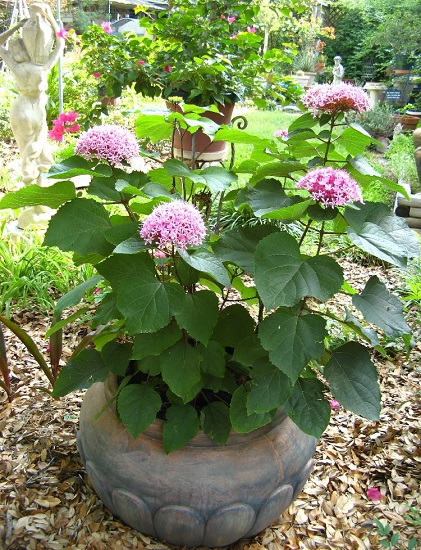 Clerodendrum BUNGEI или Клероденрум БУНГЕ