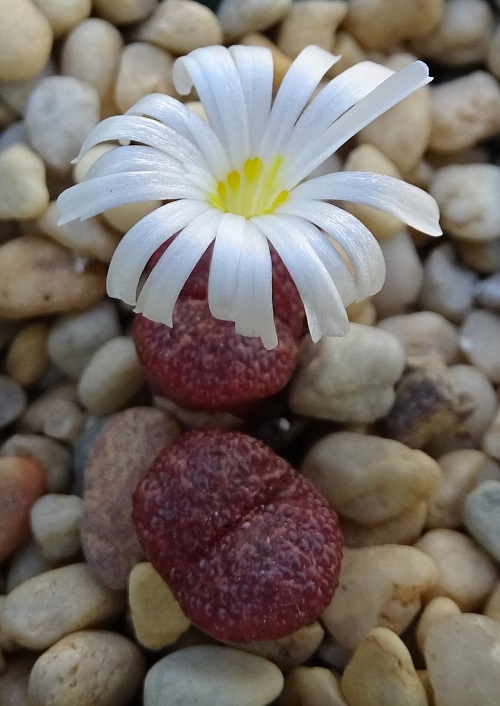 Conophytum PELLUCIDUM ssp TERRICOLOR или Конофитум Прозрачный