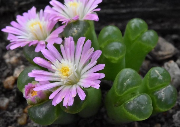 Conophytum PUBESCENS или Конофитум Опушенный