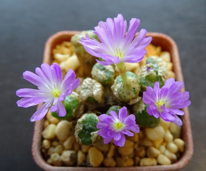 Conophytum ECTYPUM ssp BROWNII или Конофитум Выпуклый