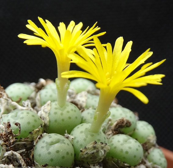 Conophytum FLAVUM ssp NOVICIUM или Конофитум Желтый 