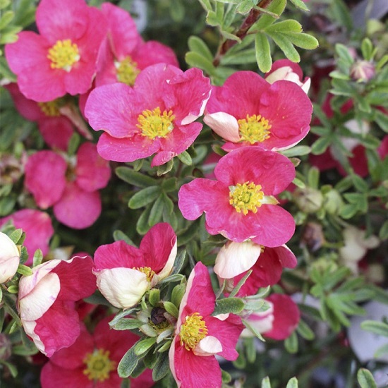 Potentilla FRUTICOSA или Курильский Чай