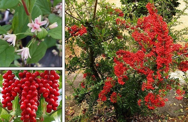 Schisandra CHINENSIS или Лимонник Китайский