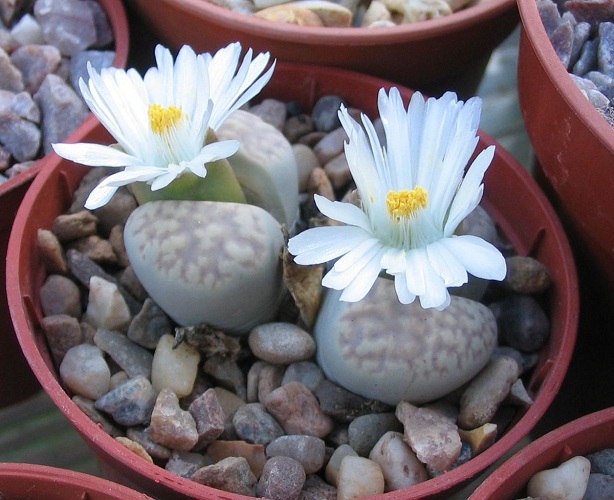 Lithops AMICORUM или Литопс Дружный