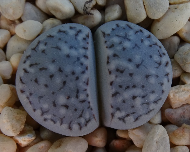 Lithops AMICORUM или Литопс Дружный