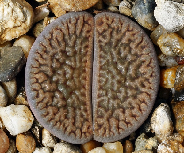 Lithops HOOKERI var DABNERI или Литопс Хукера