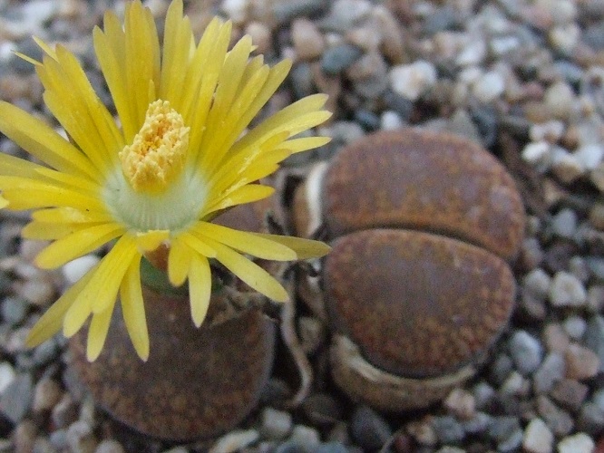 Lithops AUCAMPIAE v DANIELSKUIL или Литопс Аукамп