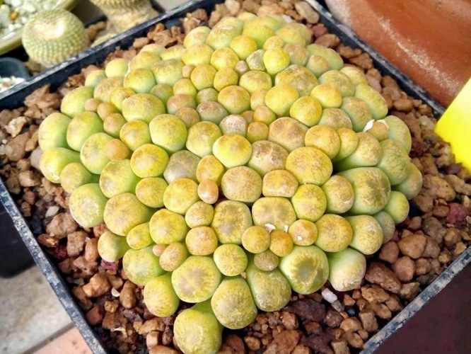 Lithops AUCAMPIAE var JACKSON'S JADE или Литопс Аукамп