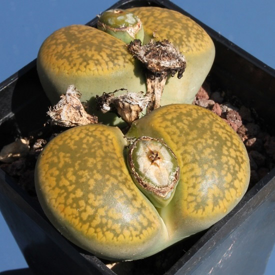 Lithops AUCAMPIAE var JACKSON'S JADE или Литопс Аукамп