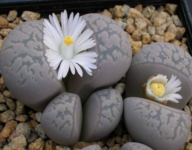 Lithops MARMORATA var ELISAE или Литопс Мраморный