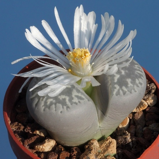 Lithops MARMORATA var FRAMESII или Литопс Мраморный