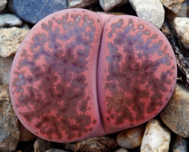 Lithops BROMFIELDII var GLAUDINAE 