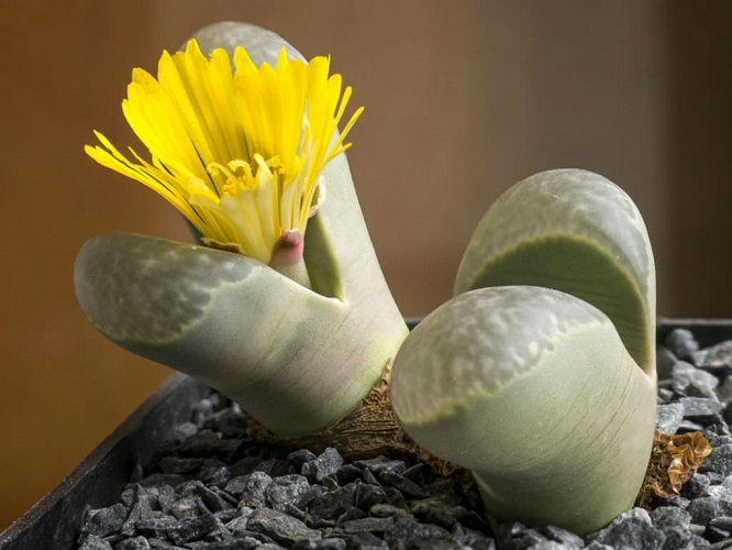 Lithops HELMUTII или Литопс Гельмута