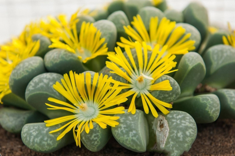 Lithops HELMUTII или Литопс Гельмута