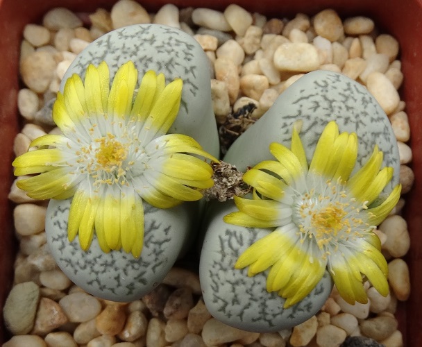 Lithops HERREI или Литопс Герра