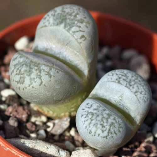 Lithops HERREI или Литопс Герра