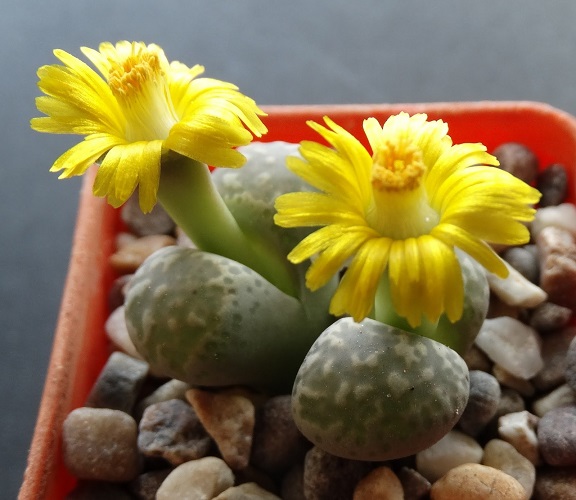 Lithops HERMETICA или Литопс Герметика