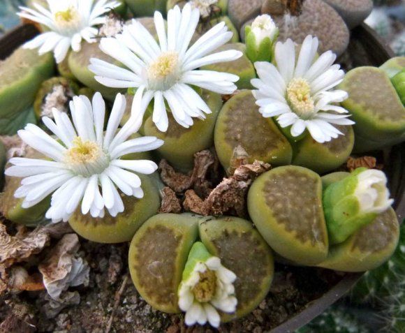 Lithops HALLII var OCHRACEA