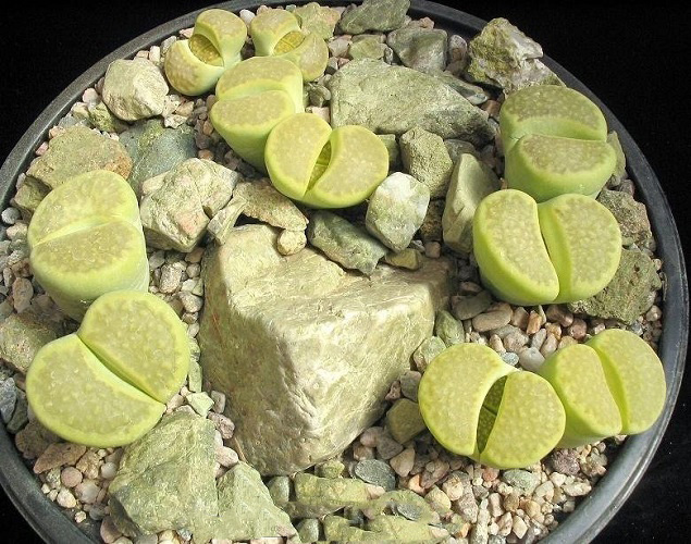Lithops HALLII var OCHRACEA