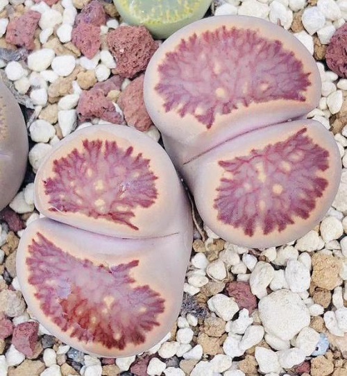 Lithops JULII var KIKUSHOGIYOKU или Литопс Юлиуса