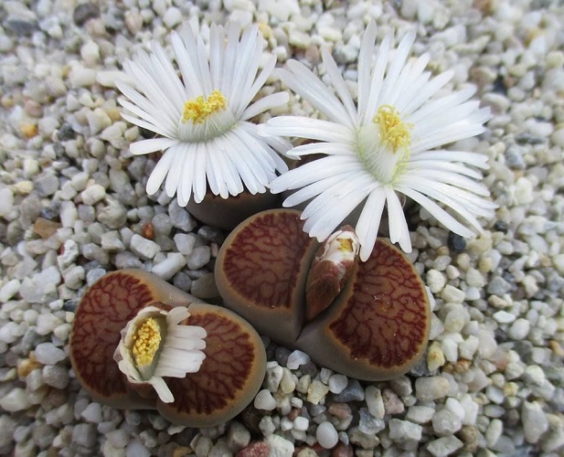 Lithops JULII var KIKUSHOGIYOKU или Литопс Юлиуса